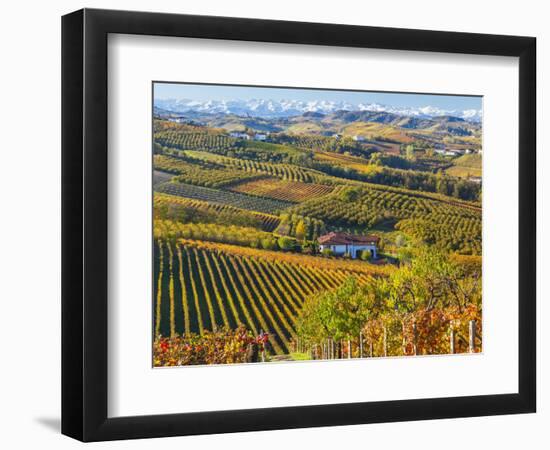 Vineyards, Nr Alba, Langhe, Piedmont (or Piemonte or Piedmonte), Italy-Peter Adams-Framed Photographic Print