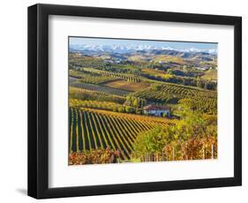 Vineyards, Nr Alba, Langhe, Piedmont (or Piemonte or Piedmonte), Italy-Peter Adams-Framed Photographic Print