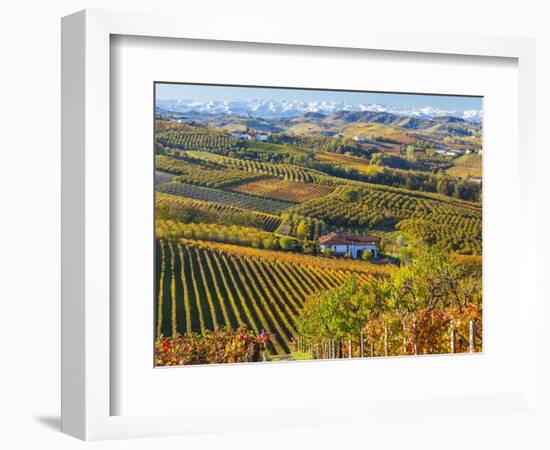 Vineyards, Nr Alba, Langhe, Piedmont (or Piemonte or Piedmonte), Italy-Peter Adams-Framed Photographic Print