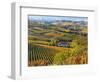 Vineyards, Nr Alba, Langhe, Piedmont (or Piemonte or Piedmonte), Italy-Peter Adams-Framed Photographic Print