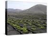 Vineyards of La Geria on Volcanic Ash of 1730S Eruptions, Lanzarote, Canary Islands-Tony Waltham-Stretched Canvas