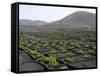 Vineyards of La Geria on Volcanic Ash of 1730S Eruptions, Lanzarote, Canary Islands-Tony Waltham-Framed Stretched Canvas