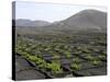 Vineyards of La Geria on Volcanic Ash of 1730S Eruptions, Lanzarote, Canary Islands-Tony Waltham-Stretched Canvas