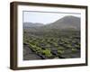 Vineyards of La Geria on Volcanic Ash of 1730S Eruptions, Lanzarote, Canary Islands-Tony Waltham-Framed Photographic Print