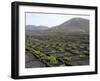 Vineyards of La Geria on Volcanic Ash of 1730S Eruptions, Lanzarote, Canary Islands-Tony Waltham-Framed Photographic Print