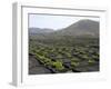 Vineyards of La Geria on Volcanic Ash of 1730S Eruptions, Lanzarote, Canary Islands-Tony Waltham-Framed Photographic Print