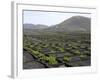 Vineyards of La Geria on Volcanic Ash of 1730S Eruptions, Lanzarote, Canary Islands-Tony Waltham-Framed Photographic Print