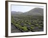 Vineyards of La Geria on Volcanic Ash of 1730S Eruptions, Lanzarote, Canary Islands-Tony Waltham-Framed Photographic Print