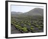 Vineyards of La Geria on Volcanic Ash of 1730S Eruptions, Lanzarote, Canary Islands-Tony Waltham-Framed Photographic Print