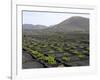 Vineyards of La Geria on Volcanic Ash of 1730S Eruptions, Lanzarote, Canary Islands-Tony Waltham-Framed Photographic Print