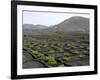 Vineyards of La Geria on Volcanic Ash of 1730S Eruptions, Lanzarote, Canary Islands-Tony Waltham-Framed Photographic Print