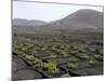 Vineyards of La Geria on Volcanic Ash of 1730S Eruptions, Lanzarote, Canary Islands-Tony Waltham-Mounted Photographic Print