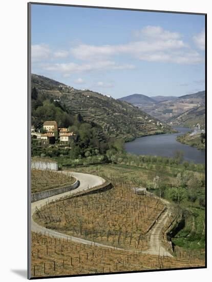 Vineyards of Quinta Do Mourao, Near Regua, Portugal-Sheila Terry-Mounted Photographic Print