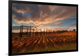 Vineyards of Sagrantino di Montefalco in autumn, Umbria, Italy, Europe-Alfonso DellaCorte-Framed Photographic Print