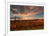 Vineyards of Sagrantino di Montefalco in autumn, Umbria, Italy, Europe-Alfonso DellaCorte-Framed Photographic Print