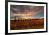 Vineyards of Sagrantino di Montefalco in autumn, Umbria, Italy, Europe-Alfonso DellaCorte-Framed Photographic Print