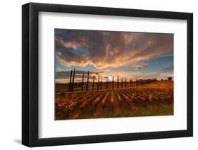 Vineyards of Sagrantino di Montefalco in autumn, Umbria, Italy, Europe-Alfonso DellaCorte-Framed Photographic Print