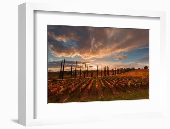 Vineyards of Sagrantino di Montefalco in autumn, Umbria, Italy, Europe-Alfonso DellaCorte-Framed Photographic Print