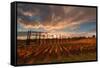 Vineyards of Sagrantino di Montefalco in autumn, Umbria, Italy, Europe-Alfonso DellaCorte-Framed Stretched Canvas