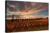 Vineyards of Sagrantino di Montefalco in autumn, Umbria, Italy, Europe-Alfonso DellaCorte-Stretched Canvas