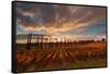 Vineyards of Sagrantino di Montefalco in autumn, Umbria, Italy, Europe-Alfonso DellaCorte-Framed Stretched Canvas