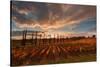 Vineyards of Sagrantino di Montefalco in autumn, Umbria, Italy, Europe-Alfonso DellaCorte-Stretched Canvas