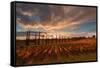 Vineyards of Sagrantino di Montefalco in autumn, Umbria, Italy, Europe-Alfonso DellaCorte-Framed Stretched Canvas