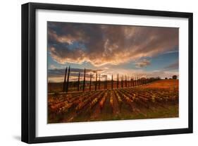 Vineyards of Sagrantino di Montefalco in autumn, Umbria, Italy, Europe-Alfonso DellaCorte-Framed Photographic Print