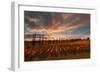 Vineyards of Sagrantino di Montefalco in autumn, Umbria, Italy, Europe-Alfonso DellaCorte-Framed Photographic Print