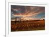 Vineyards of Sagrantino di Montefalco in autumn, Umbria, Italy, Europe-Alfonso DellaCorte-Framed Photographic Print