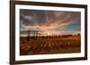 Vineyards of Sagrantino di Montefalco in autumn, Umbria, Italy, Europe-Alfonso DellaCorte-Framed Photographic Print