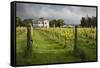 Vineyards of the Cambridge Road Winery-Stuart-Framed Stretched Canvas