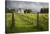 Vineyards of the Cambridge Road Winery-Stuart-Stretched Canvas