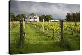 Vineyards of the Cambridge Road Winery-Stuart-Stretched Canvas