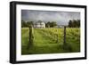 Vineyards of the Cambridge Road Winery-Stuart-Framed Photographic Print