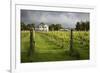 Vineyards of the Cambridge Road Winery-Stuart-Framed Photographic Print