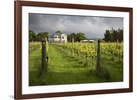 Vineyards of the Cambridge Road Winery-Stuart-Framed Photographic Print