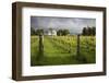 Vineyards of the Cambridge Road Winery-Stuart-Framed Photographic Print