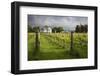 Vineyards of the Cambridge Road Winery-Stuart-Framed Photographic Print