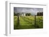 Vineyards of the Cambridge Road Winery-Stuart-Framed Photographic Print