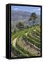 Vineyards of the Douro Valley, Pinhao, Portugal-Julie Eggers-Framed Stretched Canvas