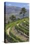 Vineyards of the Douro Valley, Pinhao, Portugal-Julie Eggers-Stretched Canvas