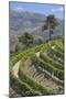 Vineyards of the Douro Valley, Pinhao, Portugal-Julie Eggers-Mounted Photographic Print