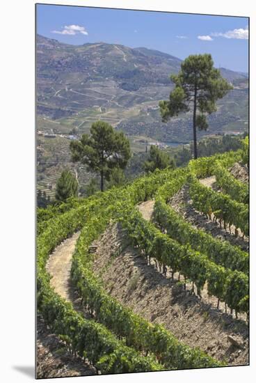 Vineyards of the Douro Valley, Pinhao, Portugal-Julie Eggers-Mounted Premium Photographic Print