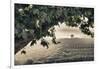 Vineyards of the Douro Valley, Pinhao, Portugal-Julie Eggers-Framed Photographic Print