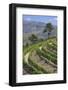 Vineyards of the Douro Valley, Pinhao, Portugal-Julie Eggers-Framed Photographic Print