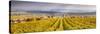 Vineyards of Ville Dommange, Champagne Ardenne, France-Matteo Colombo-Stretched Canvas