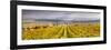 Vineyards of Ville Dommange, Champagne Ardenne, France-Matteo Colombo-Framed Photographic Print