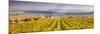 Vineyards of Ville Dommange, Champagne Ardenne, France-Matteo Colombo-Mounted Photographic Print