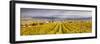 Vineyards of Ville Dommange, Champagne Ardenne, France-Matteo Colombo-Framed Photographic Print